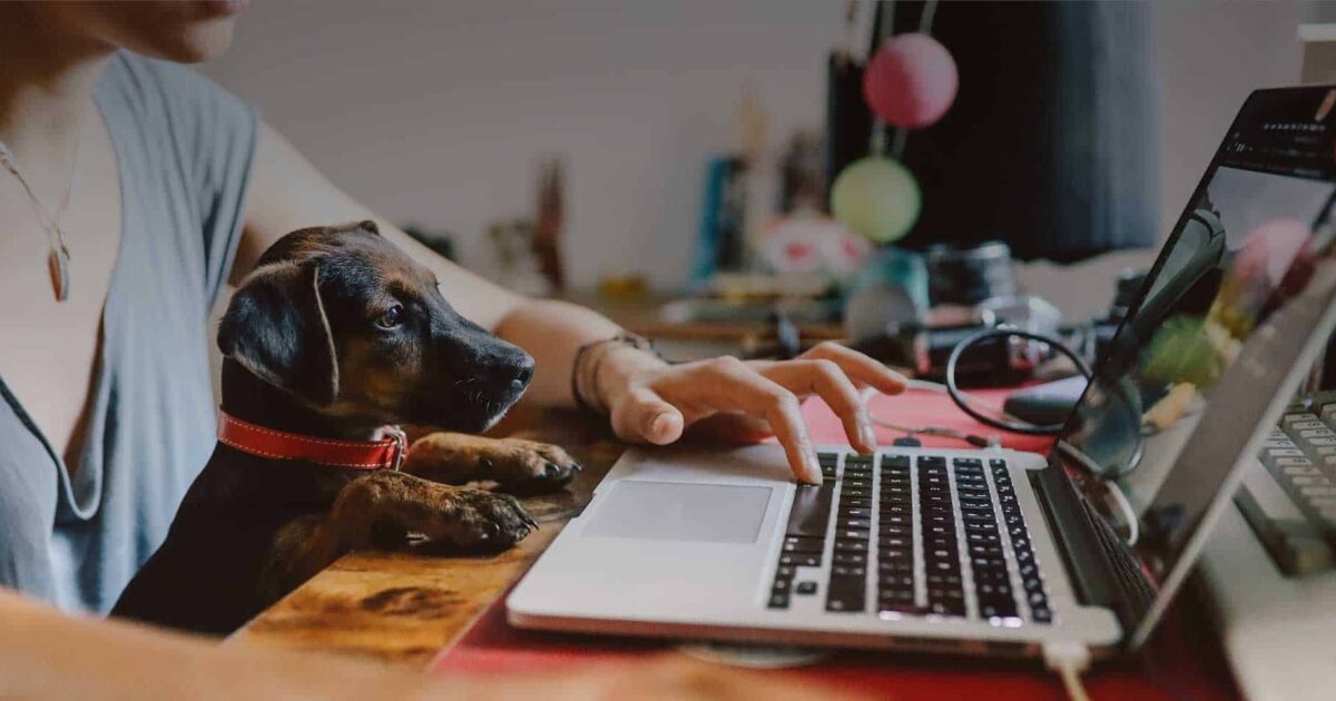 How to work from home during COVID-19: top tips from an introvert ...